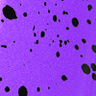 Splatter Purple Black